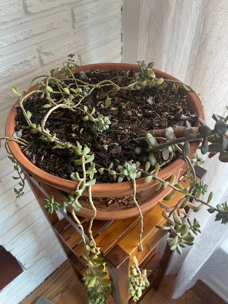 Plant ID - Succulent