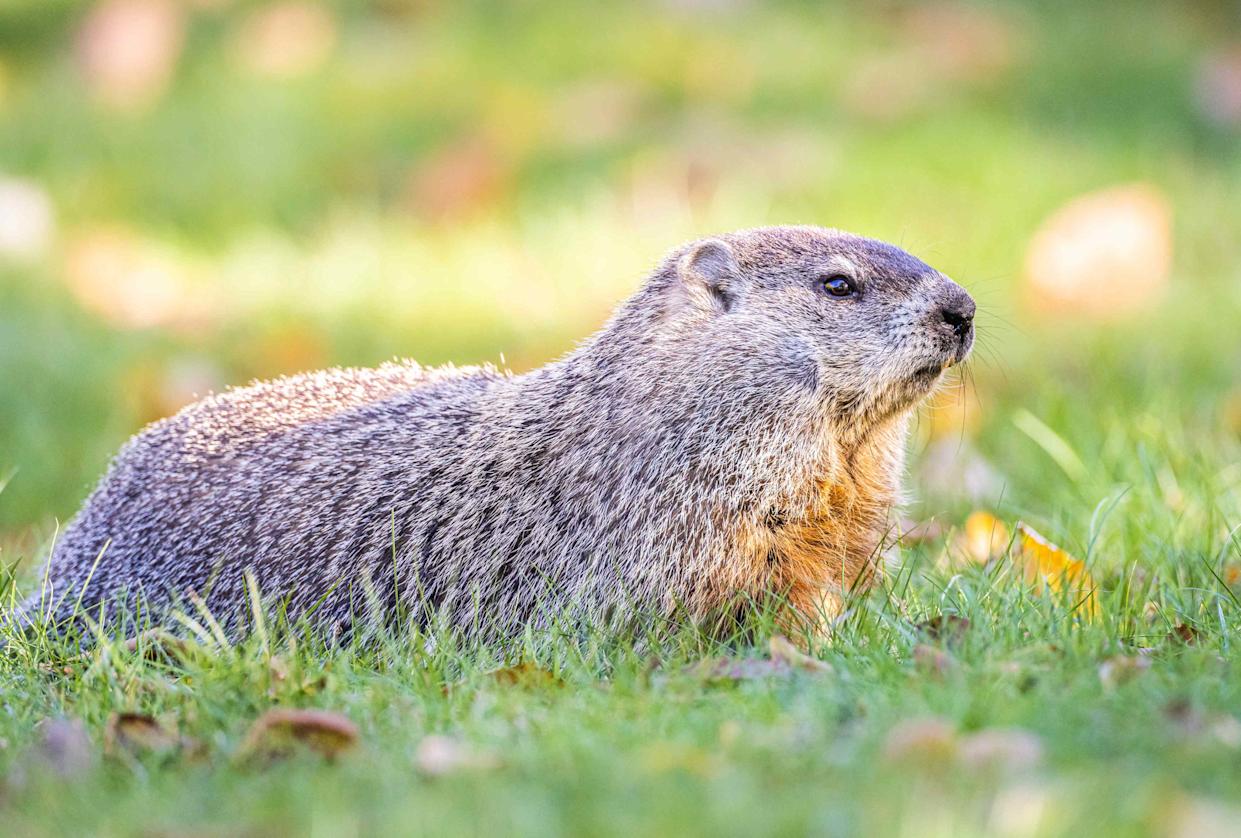 Troy Harrison / Getty Images