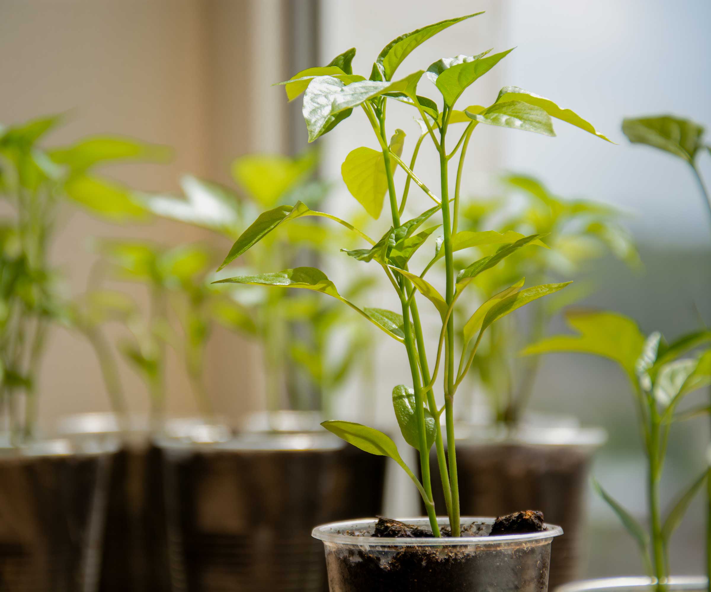 seedlings on windowsill
