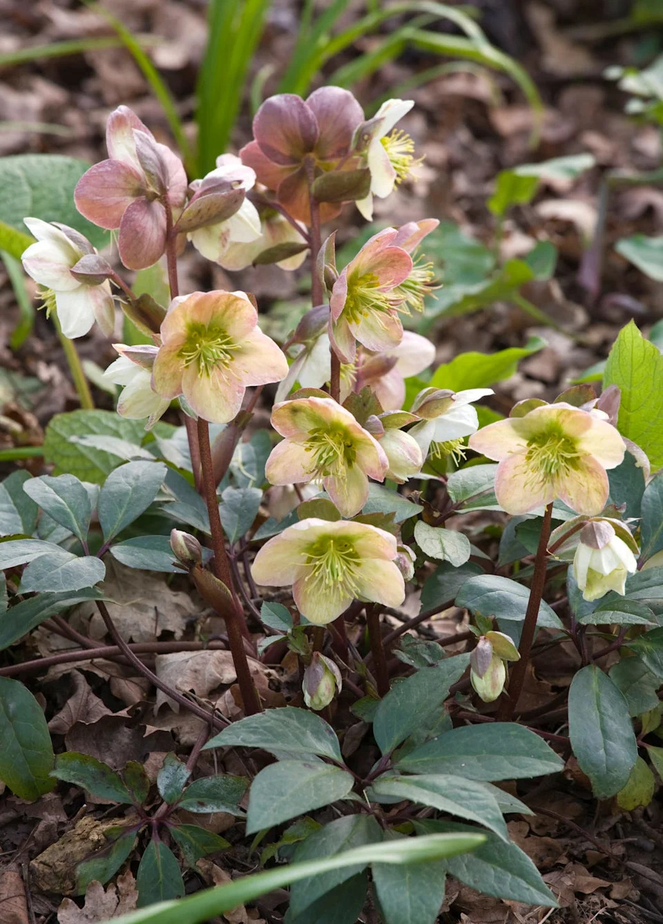 hellebore flowers