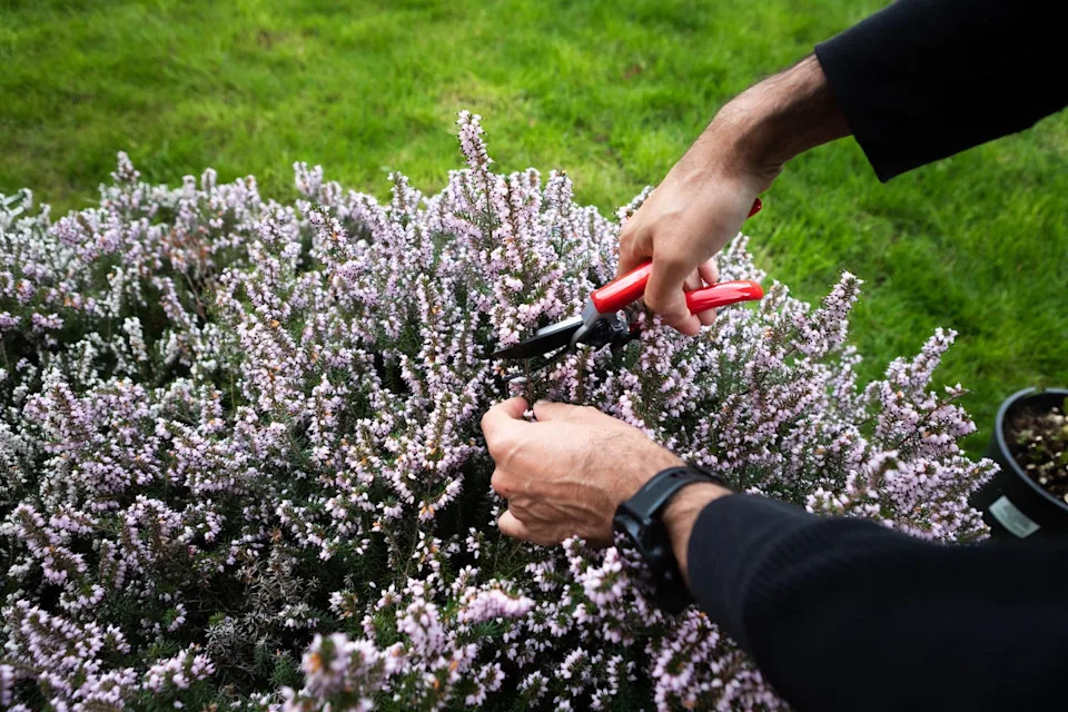 pruning flowers with garden shears