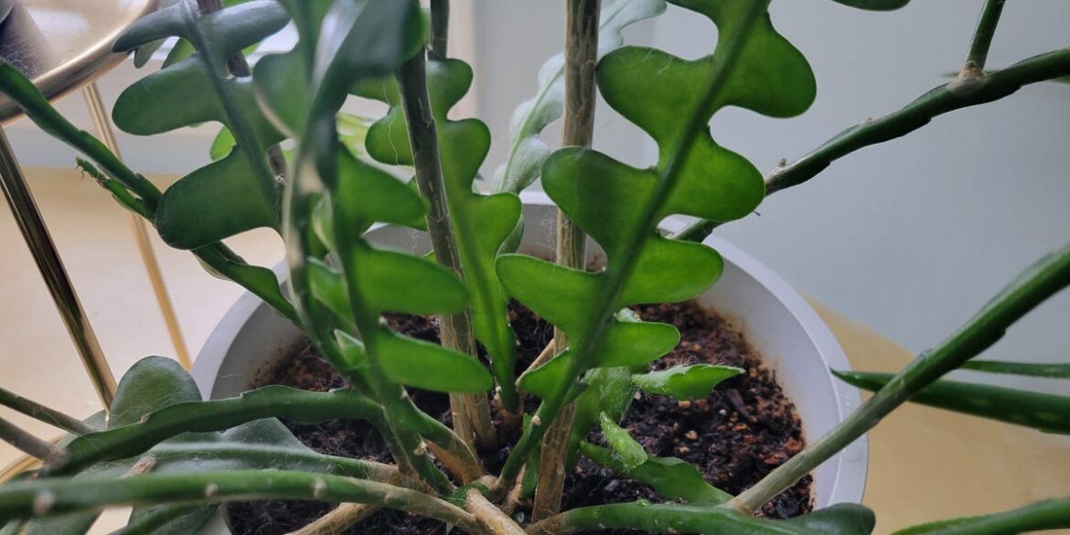 The Best Indoor Cactus Has No Spines—and It’s Easy to Grow