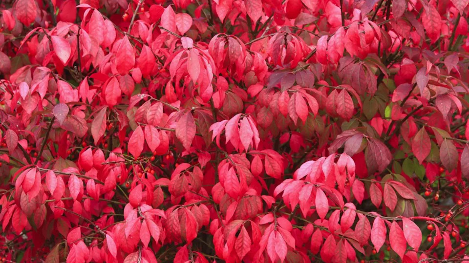 Burning bush. Red Autumn Leaves for Backgrounds