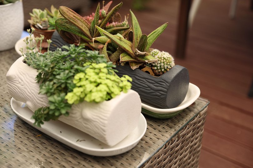 The Sunday Times is featuring the garden of Stephanie Broley for the Gardens WA feature. Picture: Justin Benson-Cooper