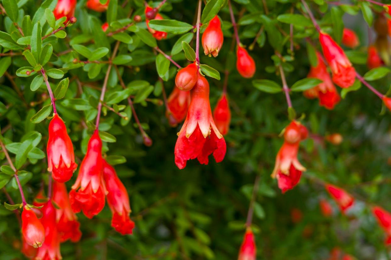 Credit: Getty / claudio.arnese