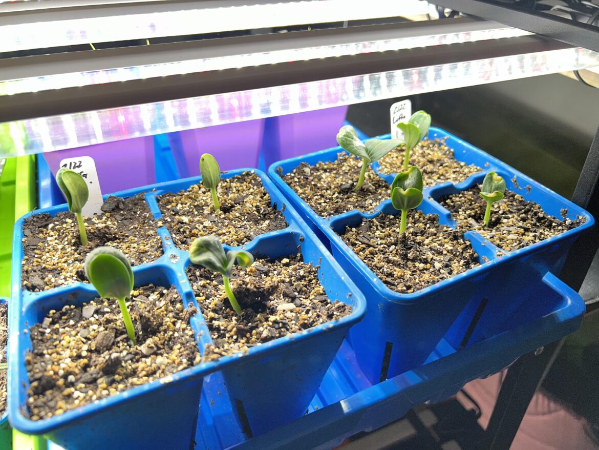 Luffa growers! Need your suggestions.