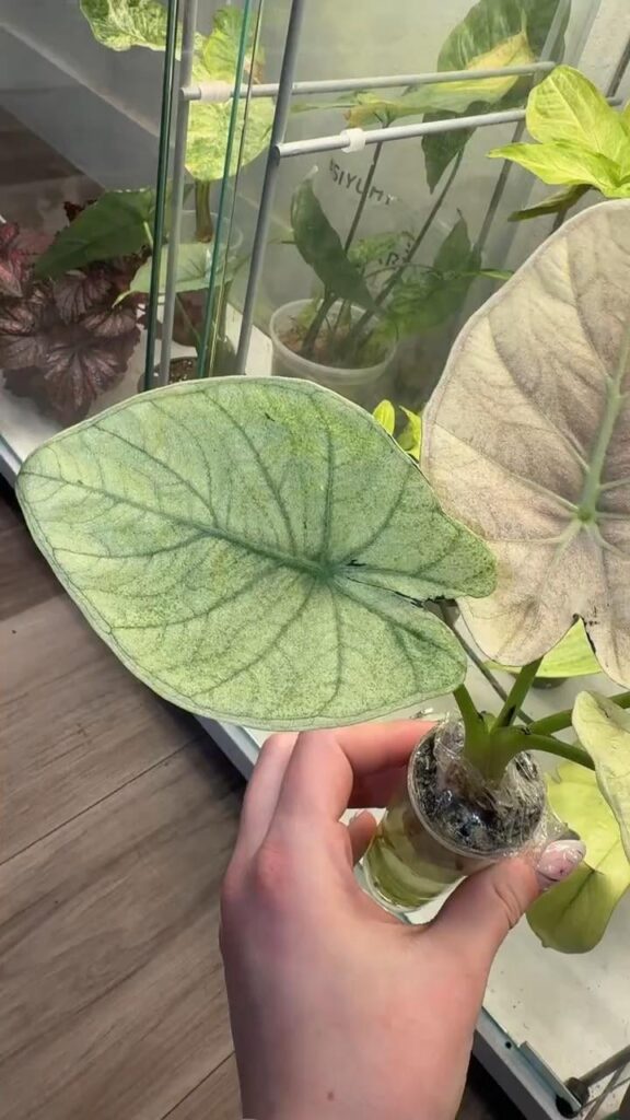 My Pink Mint Regal Shield My Pink Mint Regal Shield