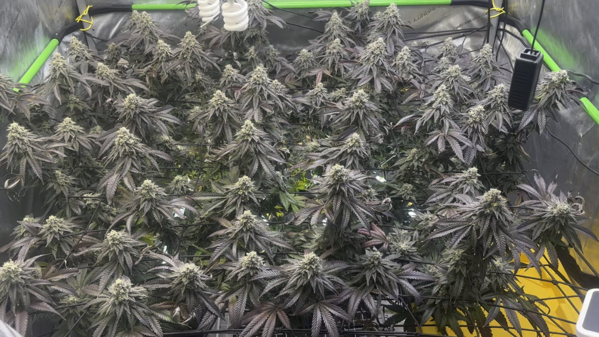 Cherry Paloma day 46, should I be concerned about the dry crispy leaves?