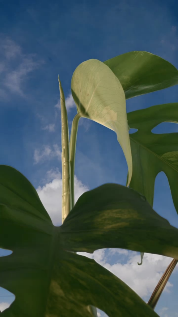 Monstera unfurling, 2nd attempt.