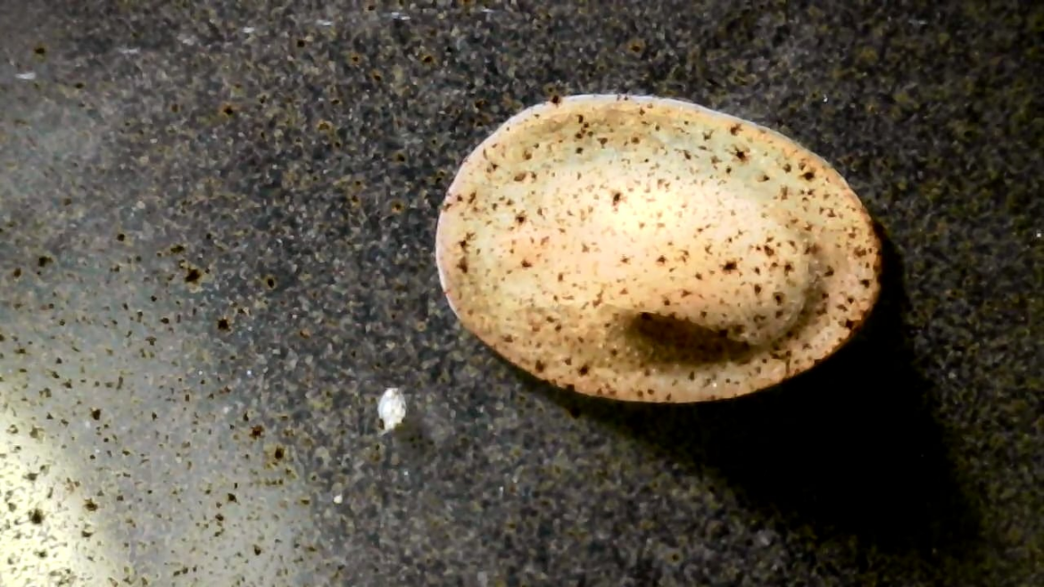 Limpet? Ravioli? Tortellini?