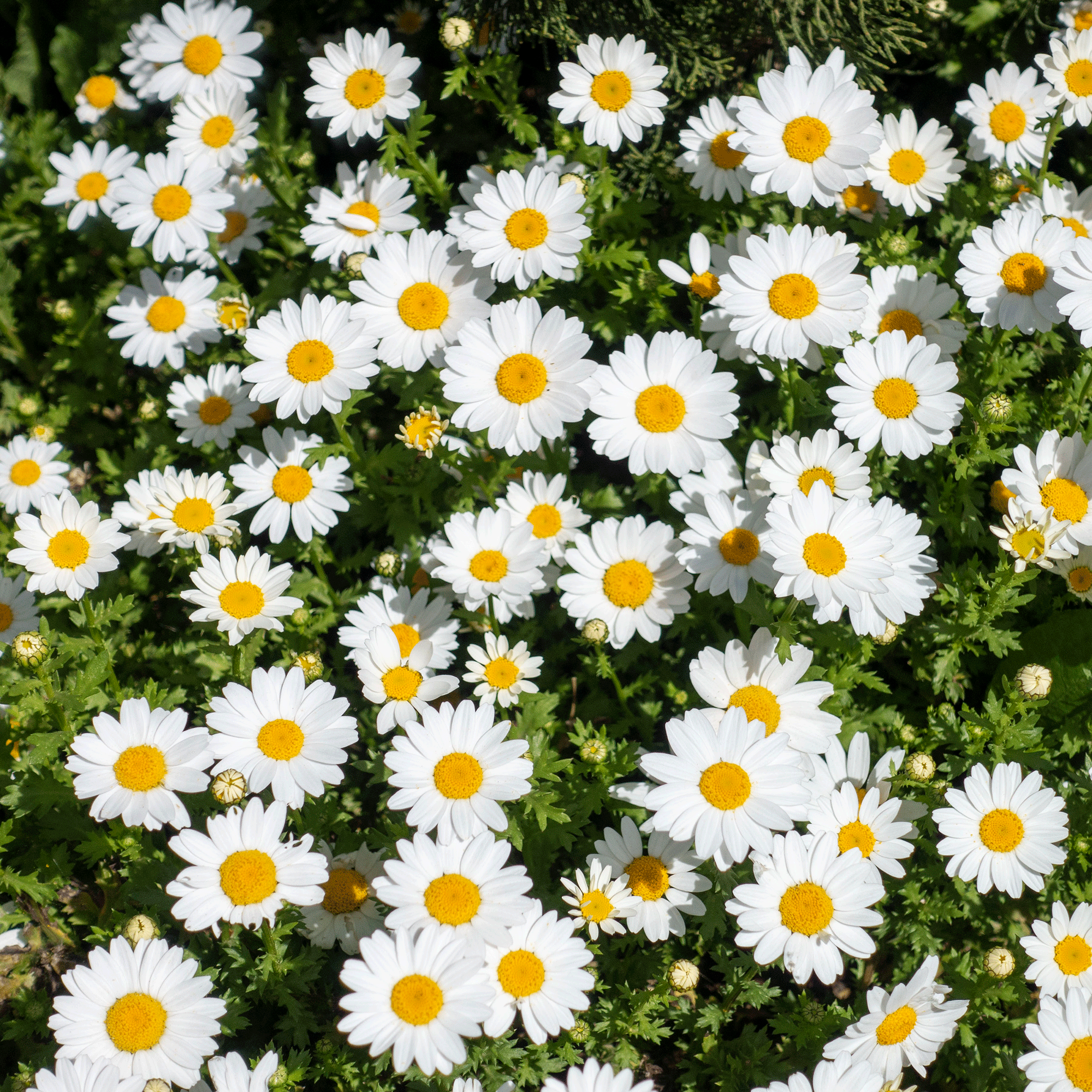 Daisy lawn