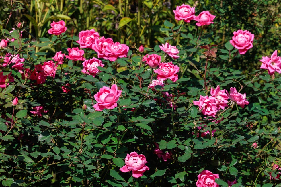 Beautiful pink double knockout flowers blooming in the garden. Beautiful pink double knockout flowers blooming in the garden.