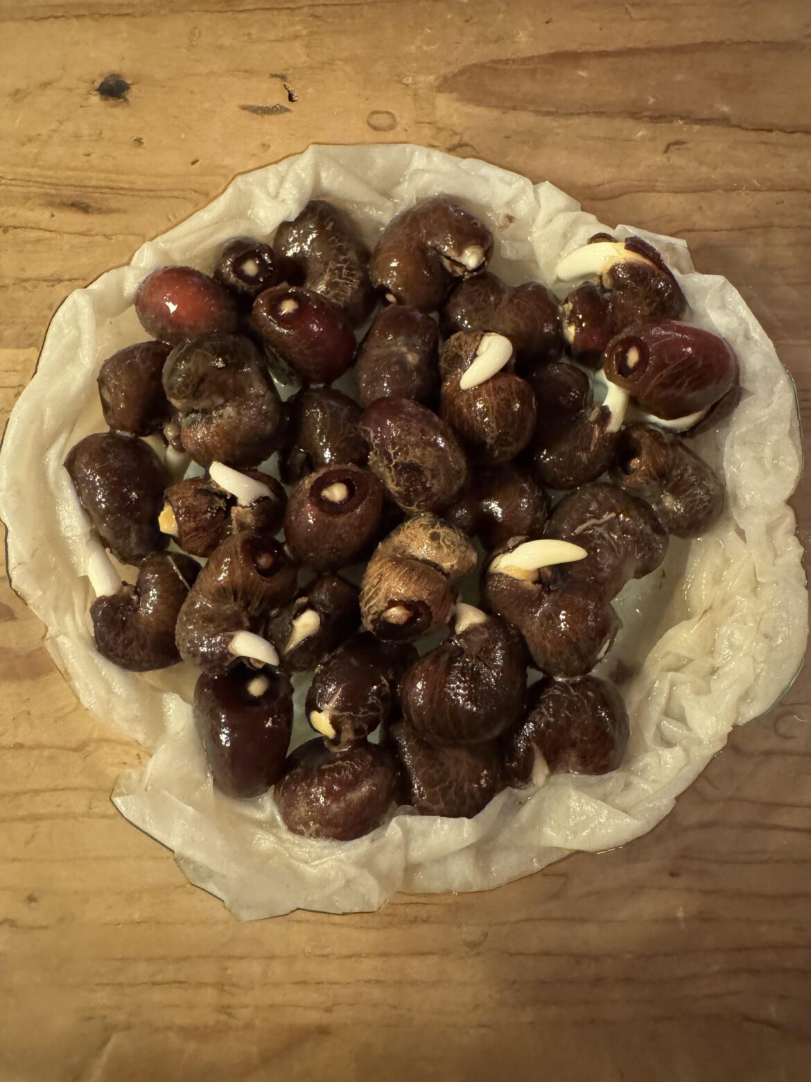 Adansonia madagascarensis
