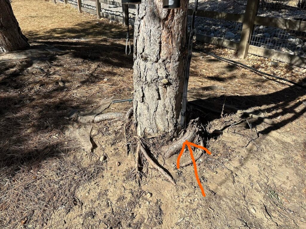 Girdling root. To cut or not?