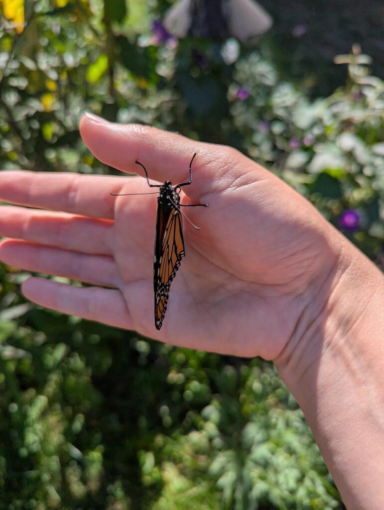 I miss summer so here are some photos I wanted to gaze at and share with y'all. NY, zone 6.