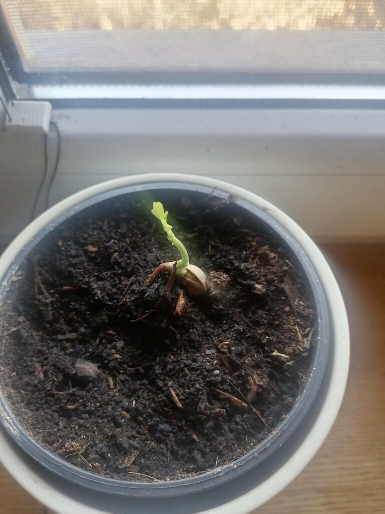 Germinating Ginkgo tree