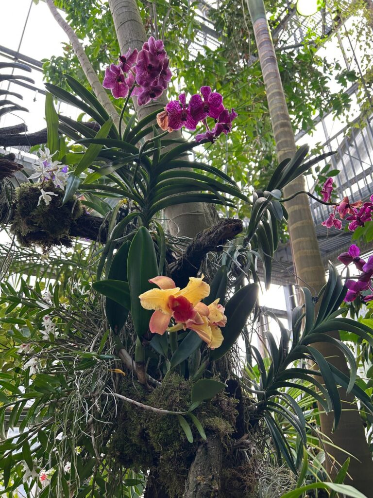 Orchid show at the botanical garden of the Leipzig University