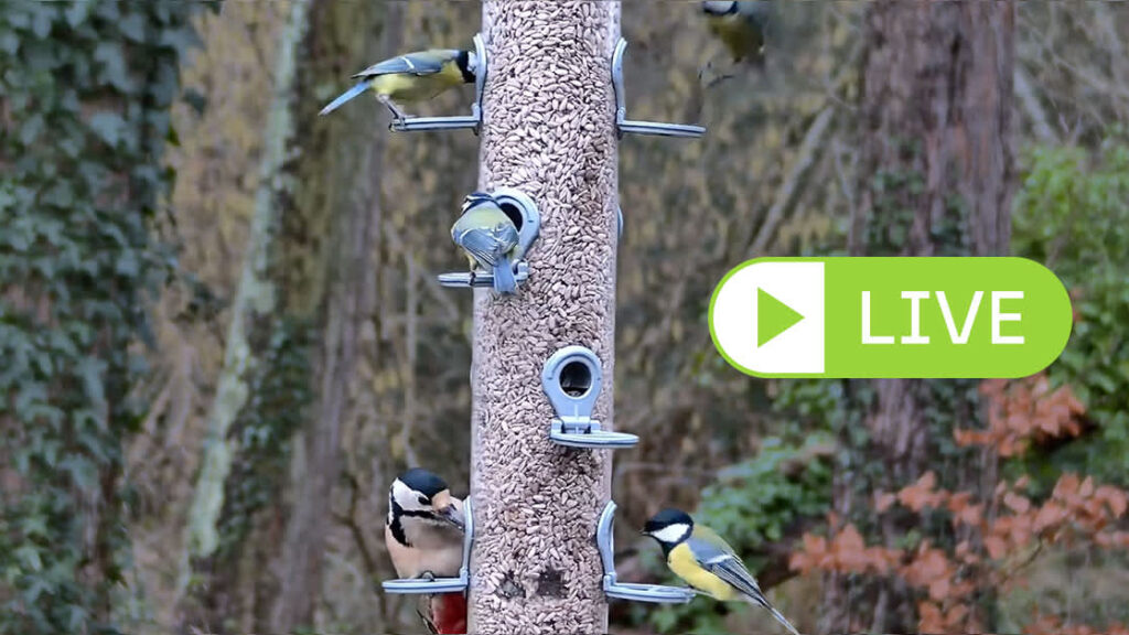 Ecotalk launches live video feed from Chris Packham’s garden