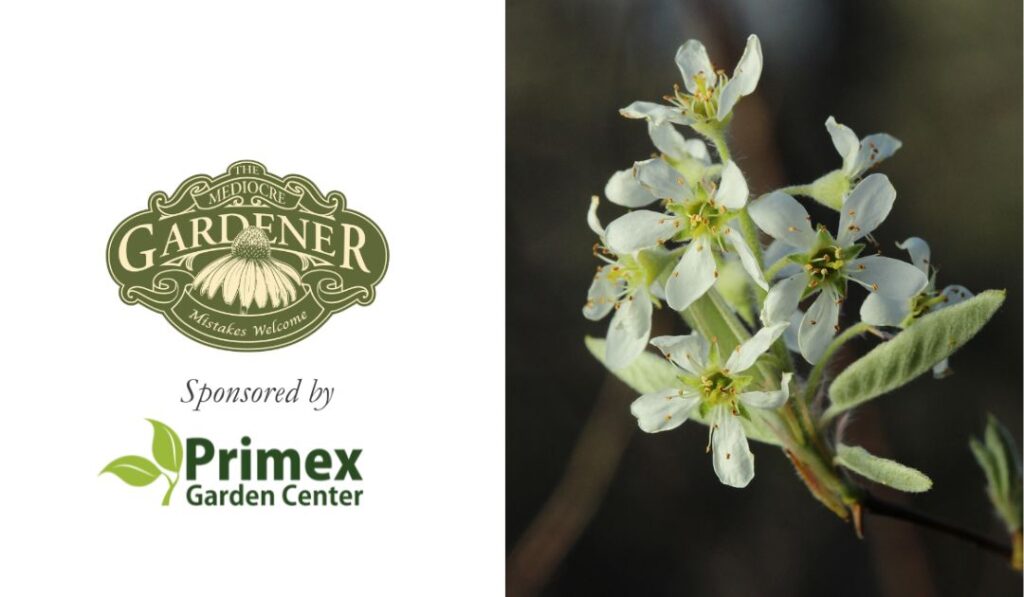 Glenside’s The Mediocre Gardener | The 5 Native Powerhouses to Put on Your Spring Planting List