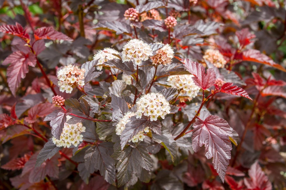 Flowering physocarpus with red leaves and white flowers Flowering physocarpus with red leaves and white flowers