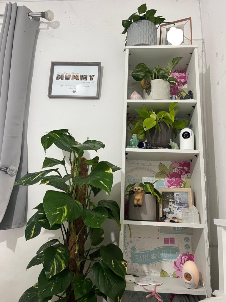 pothos shelf