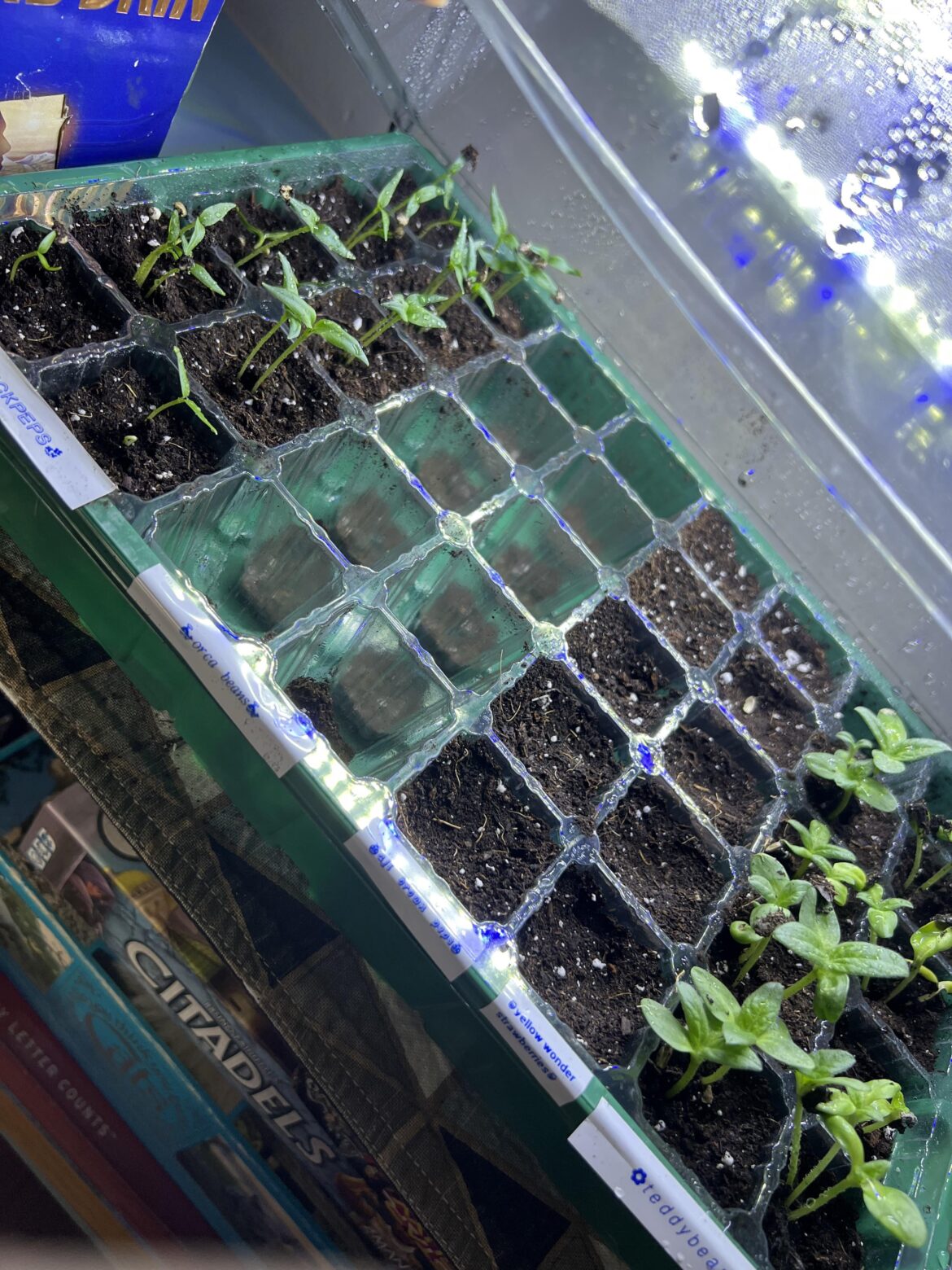 Aji Brown seeds Aji Brown seeds