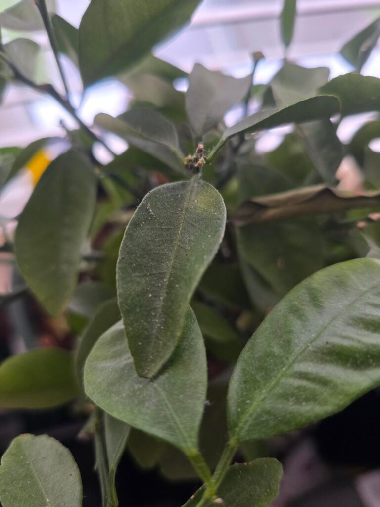 Orange tree Orange tree