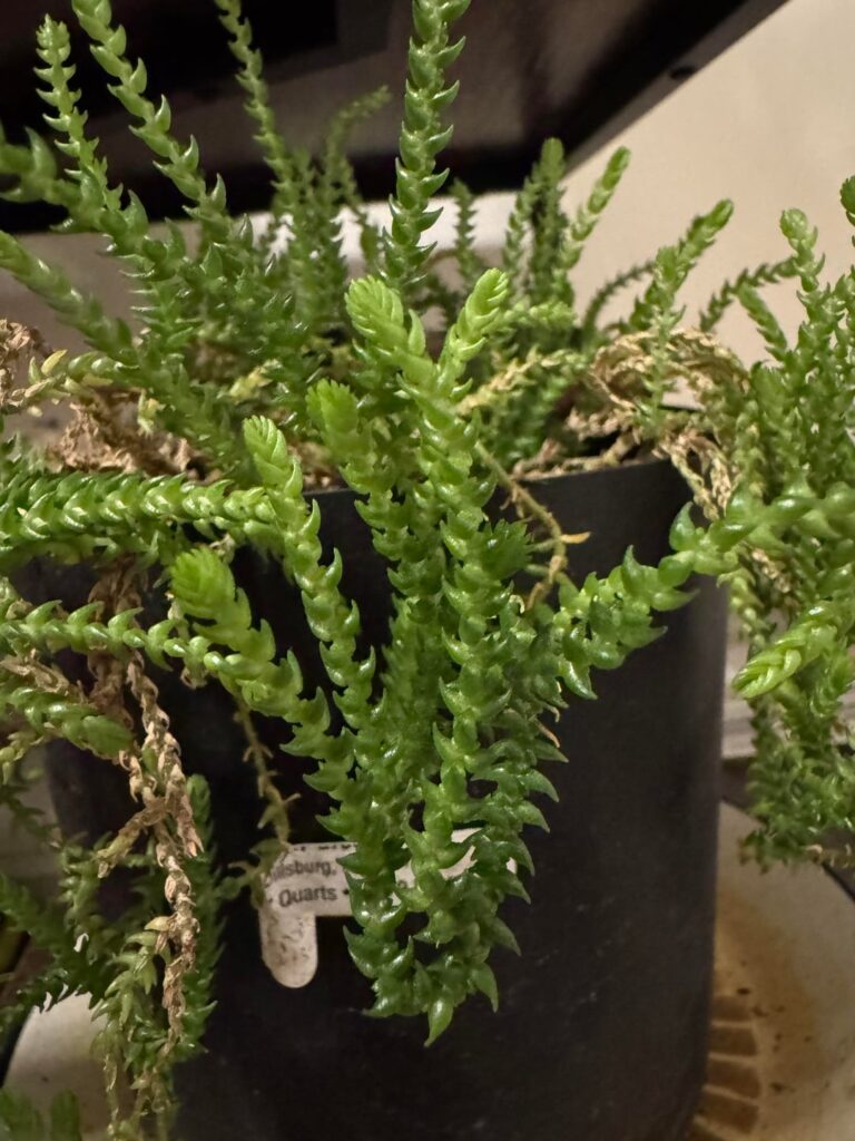 Ropey/spikey plant I'm trying to save