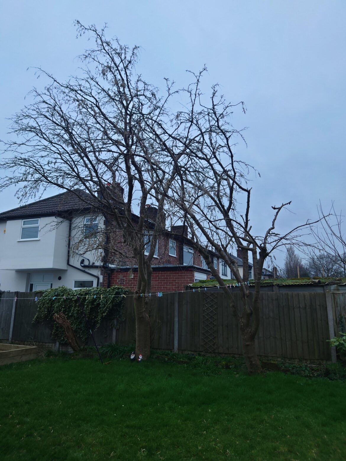 Replacing labernum with fruit tree Replacing labernum with fruit tree