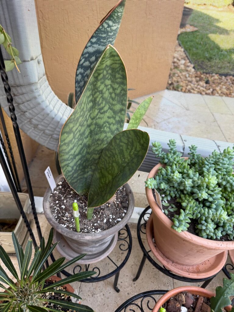 Whale fin propagation question Whale fin propagation question