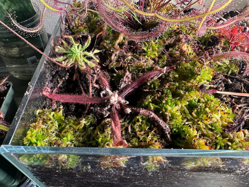 My D. adelae is dead, right?