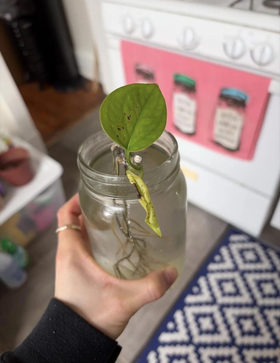 Any idea what’s going on with my Pothos?