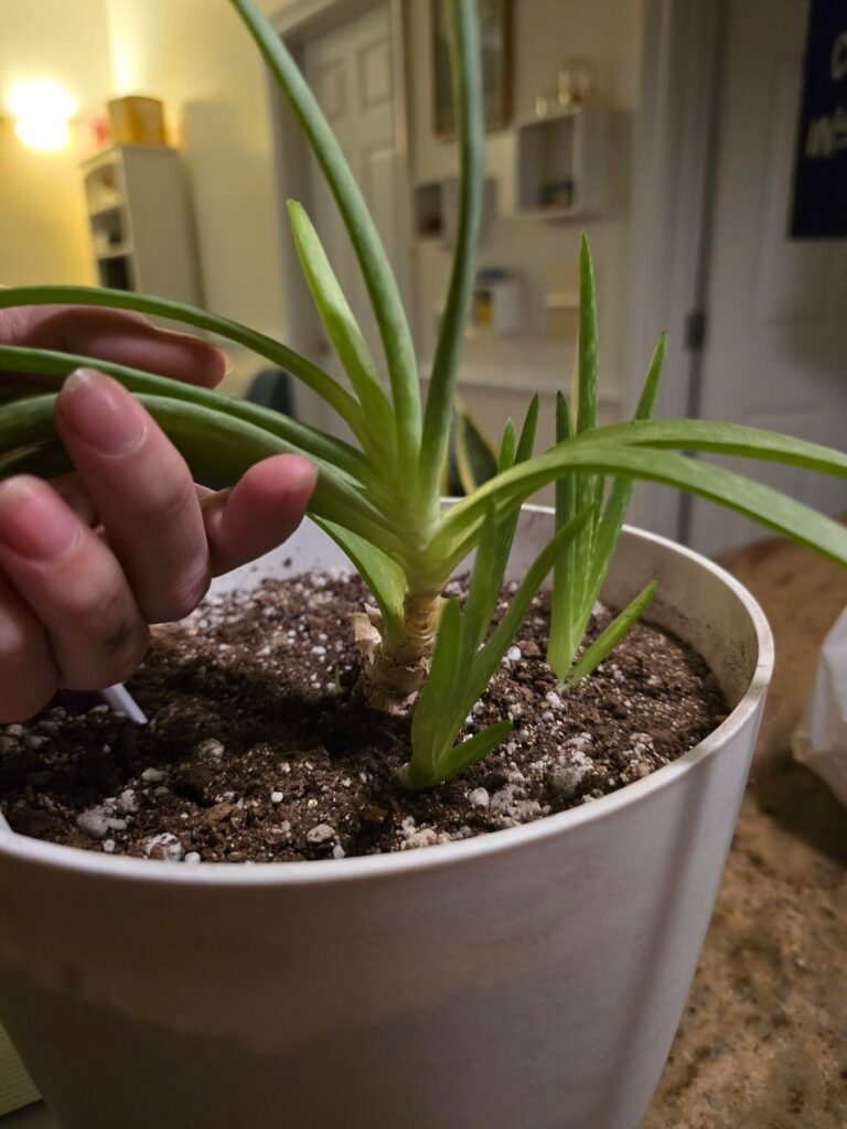 Stopped taking care of this aloe plant years ago - how can I fix her up?