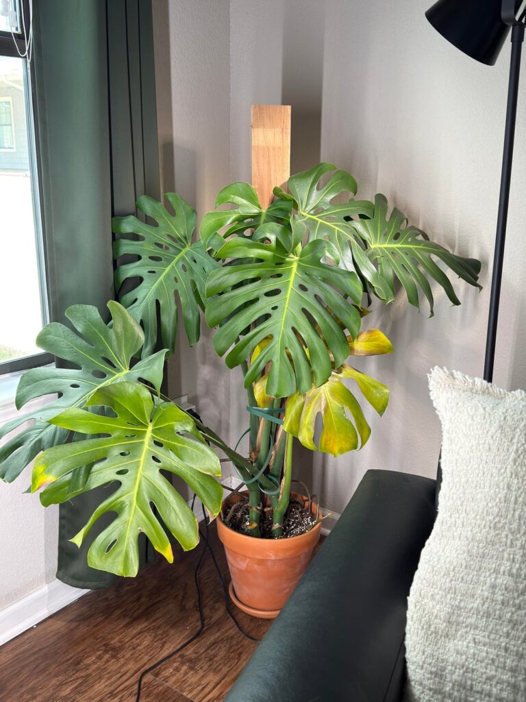 Few years healthy monstera suddenly has a browning leaf! Help! Few years healthy monstera suddenly has a browning leaf! Help!
