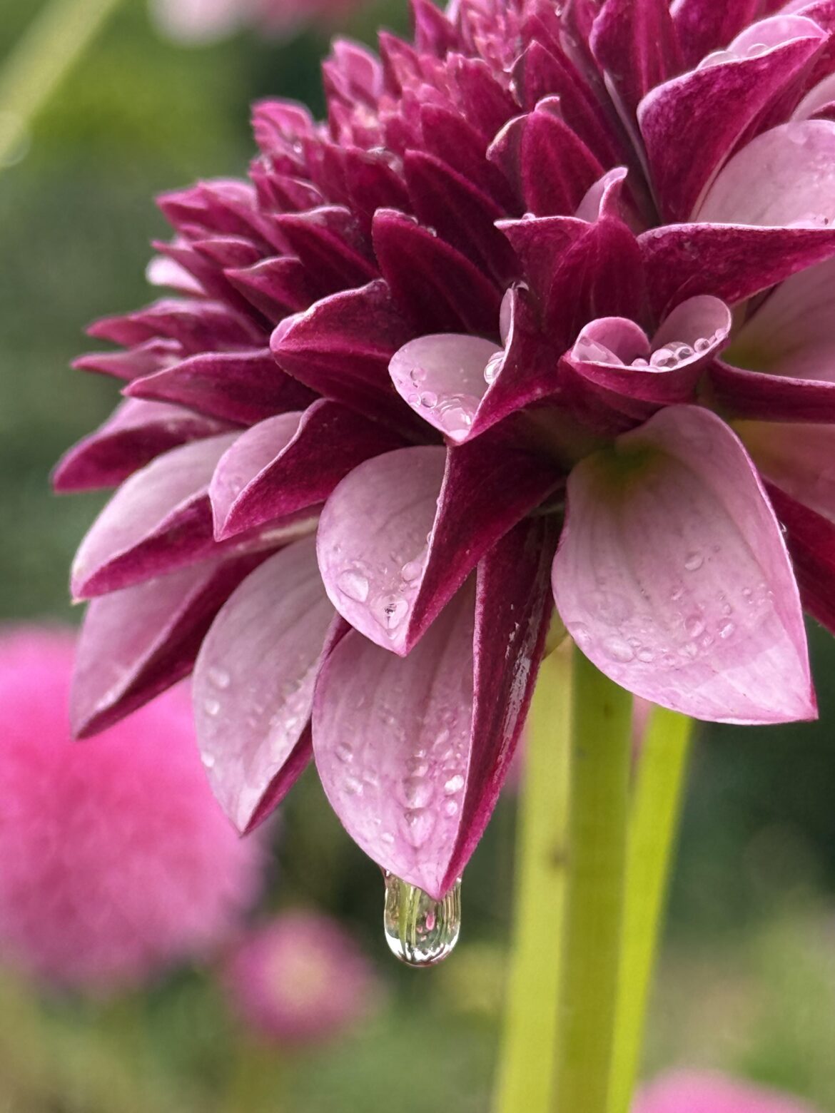 First Whatnot show! 100 dahlia tubers up for auction $3 starts Fri day 2/13 5:45pm PST  Pic of Salish Twilight girl