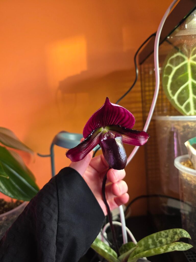 My first paph flower !!!