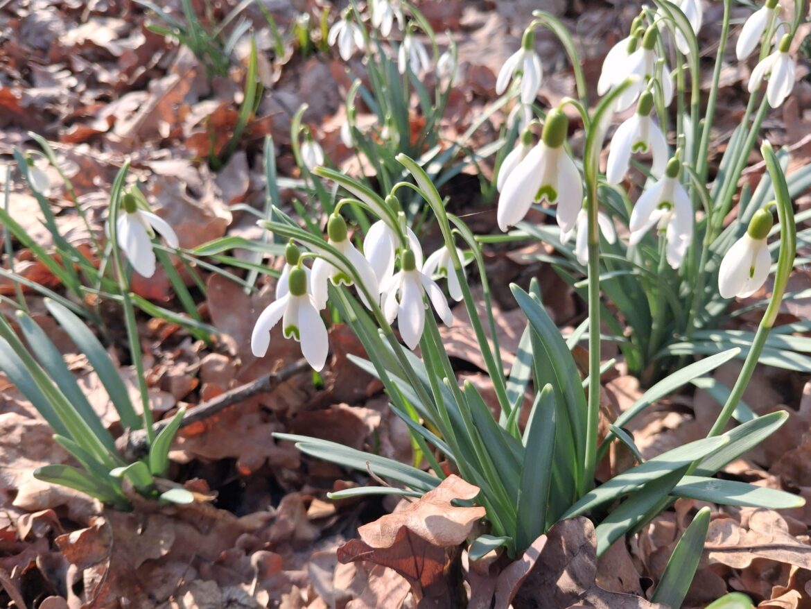 Galanthus nivalis, Brandýs nad Labem - Stará Boleslav, Central Bohemia, floodplain forest, Alnion incanae