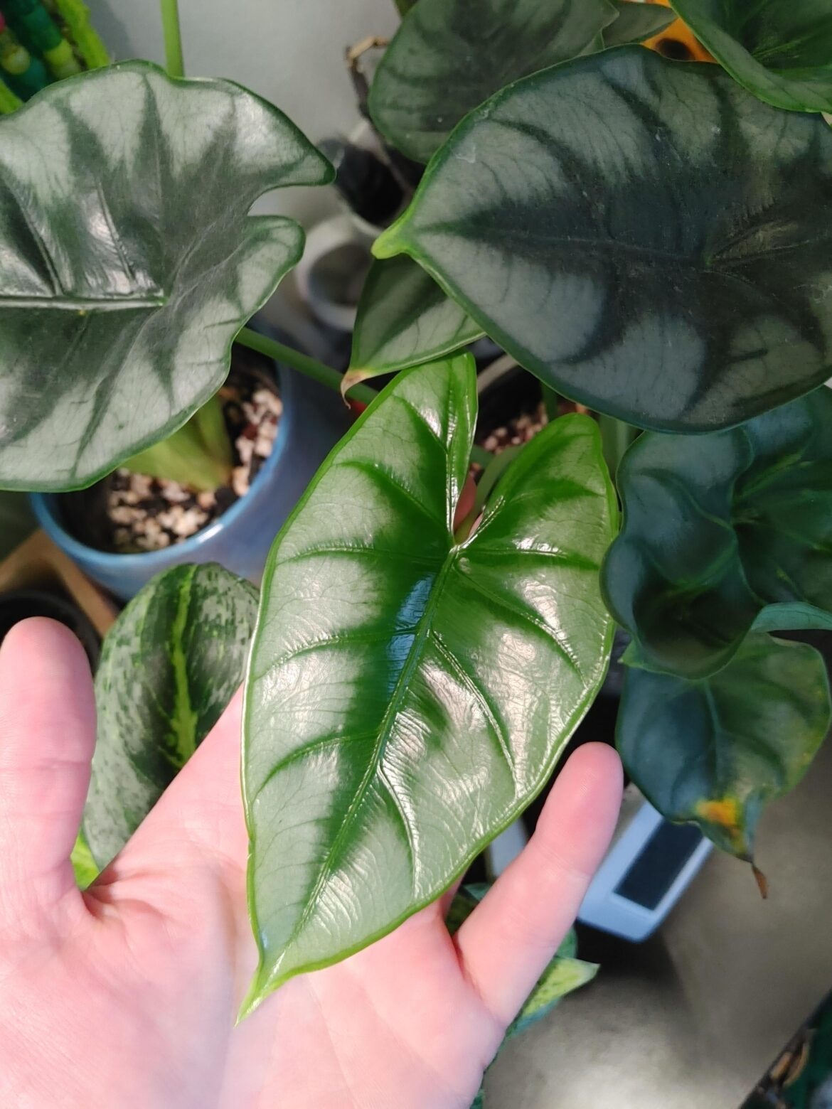 Perfect new leaf on my Reversa 🤩