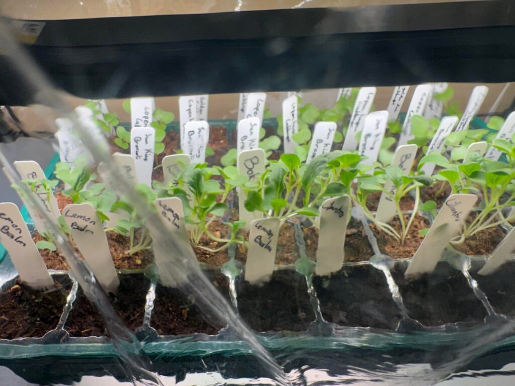 Are my peppers and brassicas leggy