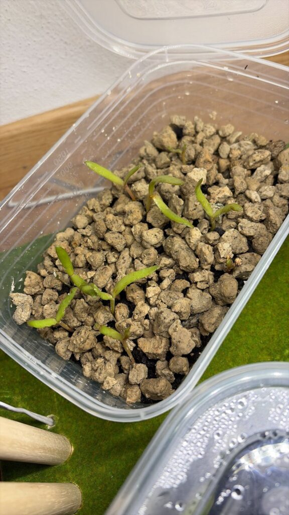 What could be the problem with these Opuntia sprouts?