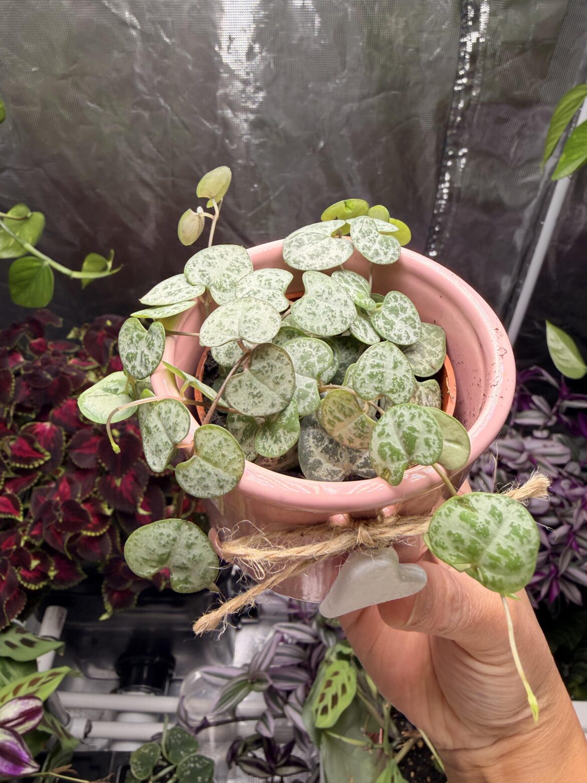 Early Valentines for me♥️