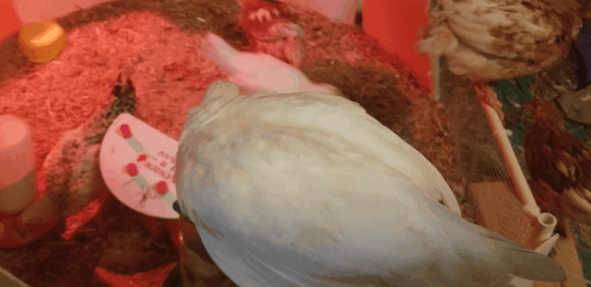 Rambunctiousness punctuates the quiet of the brooder.