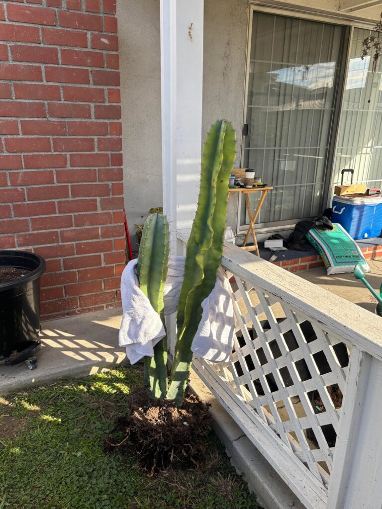 Grafted rainbow cactus onto my cereus
