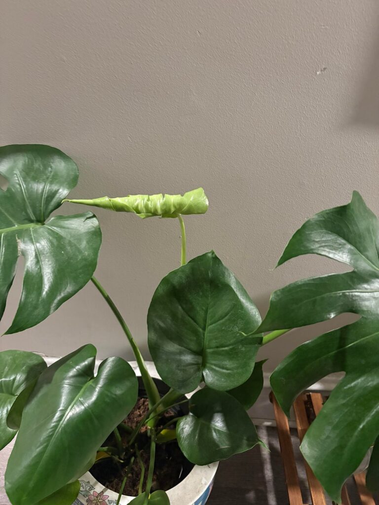unfurling porn
