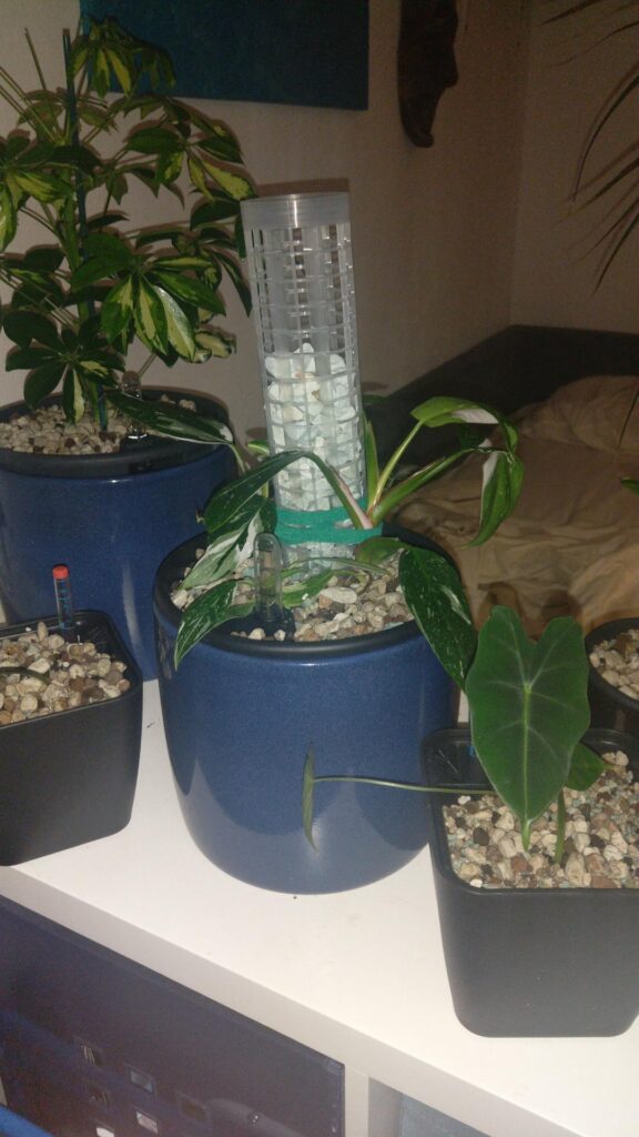 White princess repotted into semi - help