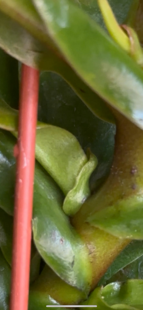 Possible pest on my new Nepenthese Gaya?