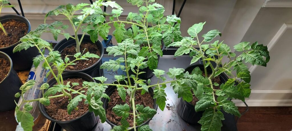 First time growing anything at all. Started with some tomatoes im trying to take care of until its time to go outside. Do they look okay like this for now? First time growing anything at all. Started with some tomatoes im trying to take care of until its time to go outside. Do they look okay like this for now?