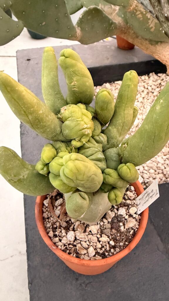 My wife named it Creepypenis Sloppyrock