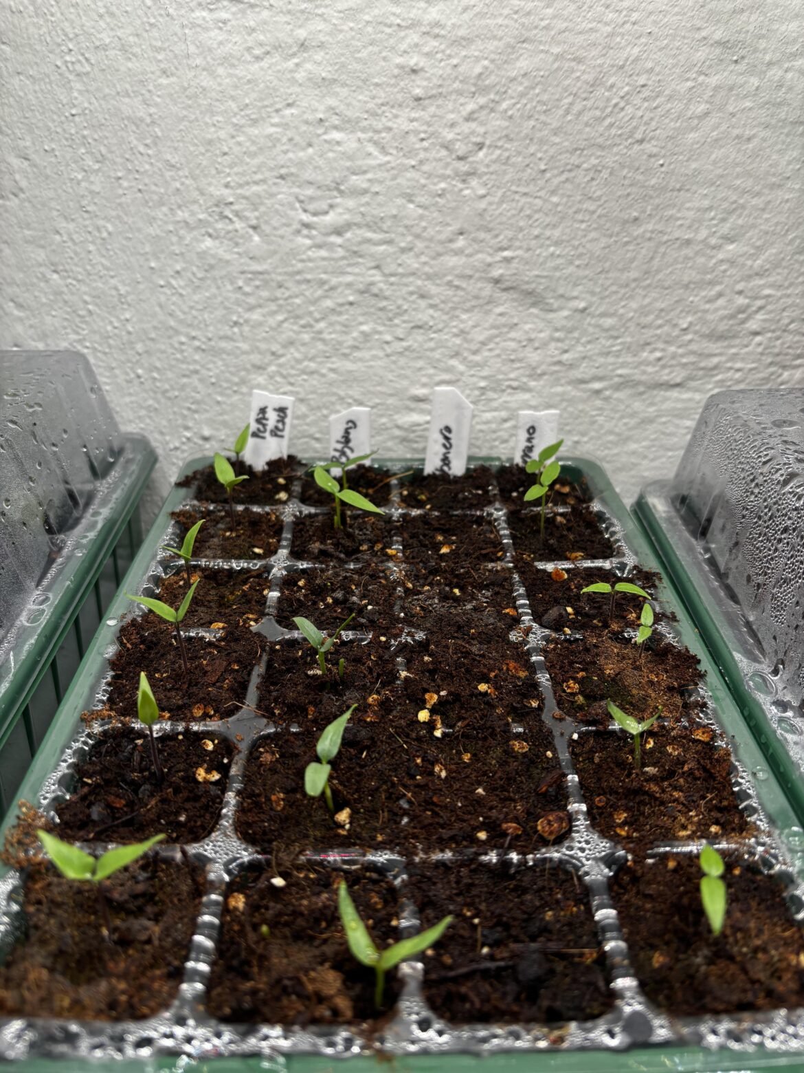 I feel like I got a bad batch of Hab seeds