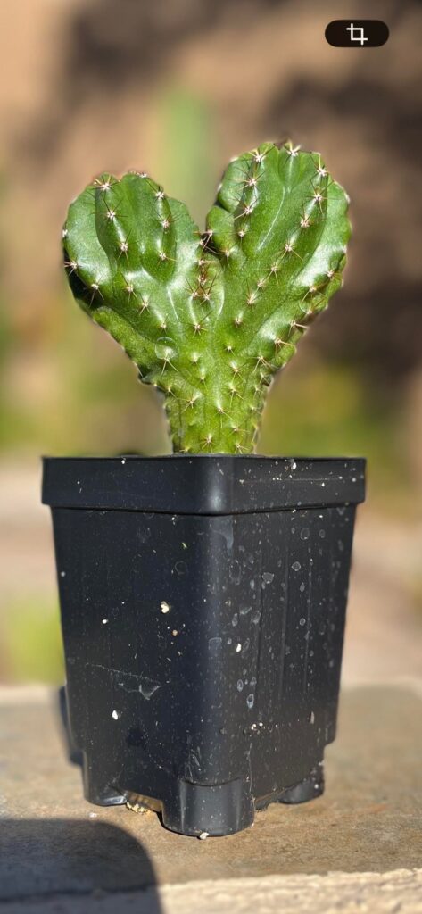 Althea x TPM and bonus crested saguaro